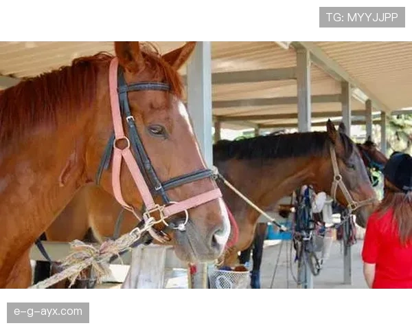 富里睡醒发现自家马场又多了一匹新马，账单还没拆